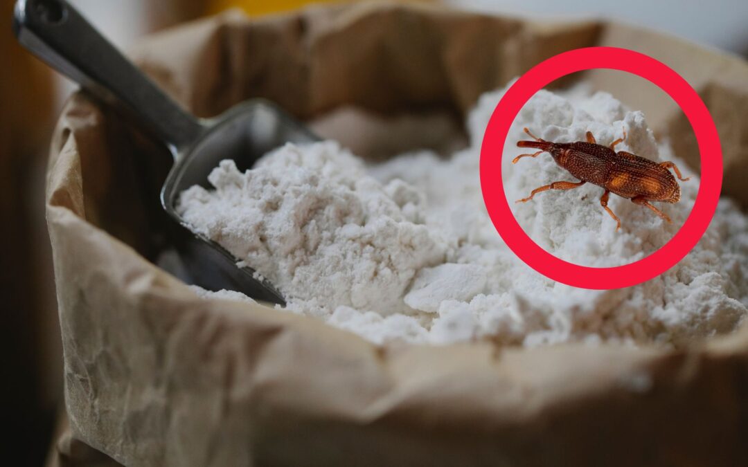 Everyday kitchen ingredients to save your flour from weevils